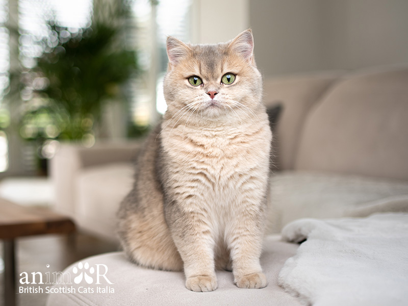 British Shorthair