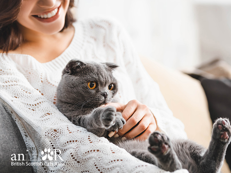 Scottish_Fold