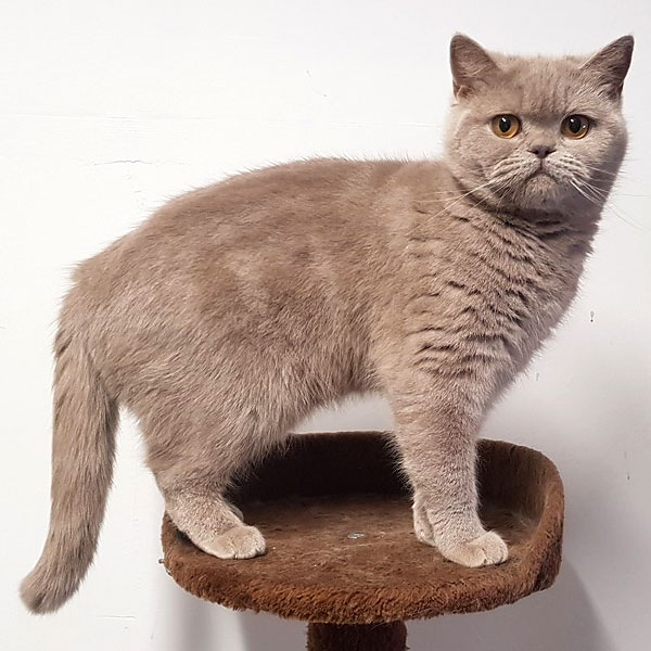 animoR Cattery Cherie
