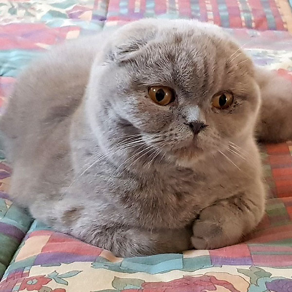 animoR Cattery Mighty Pride