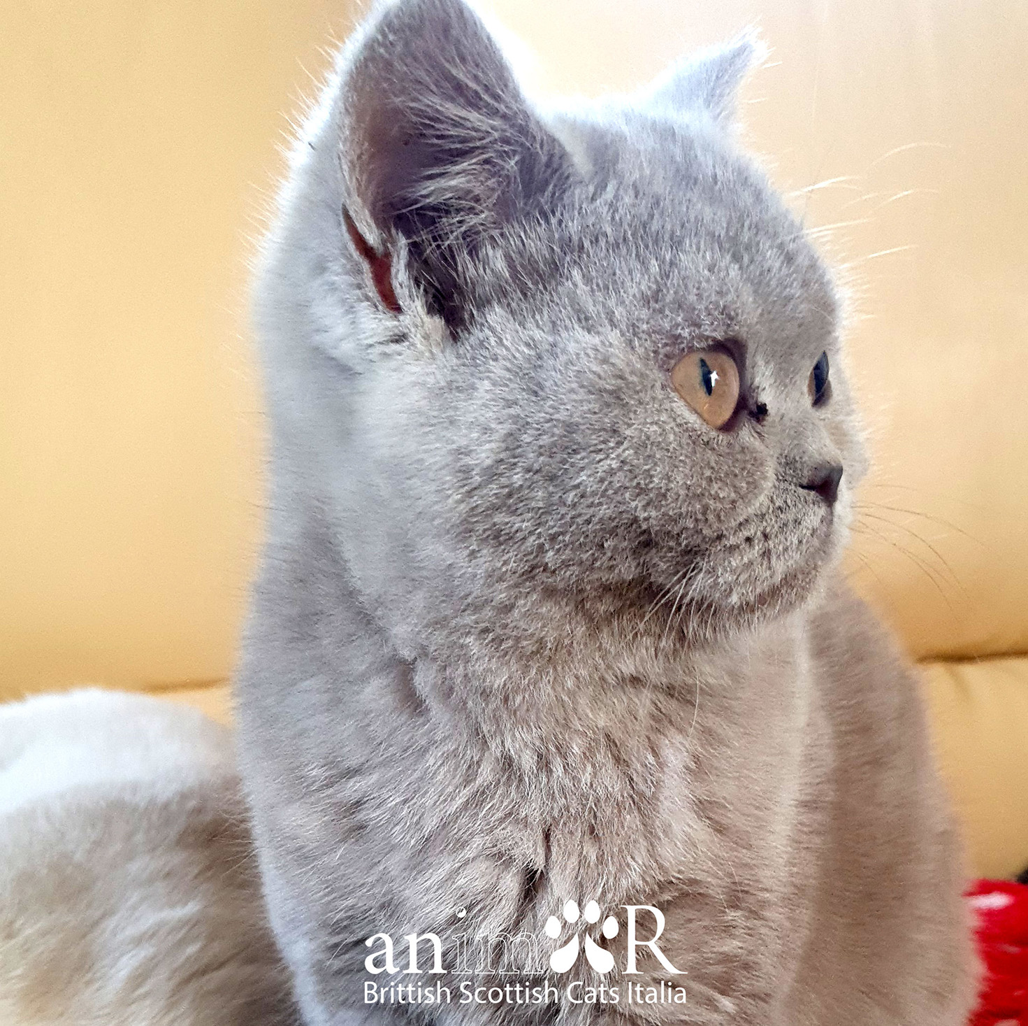 Allevamento gatti Animor british scottish