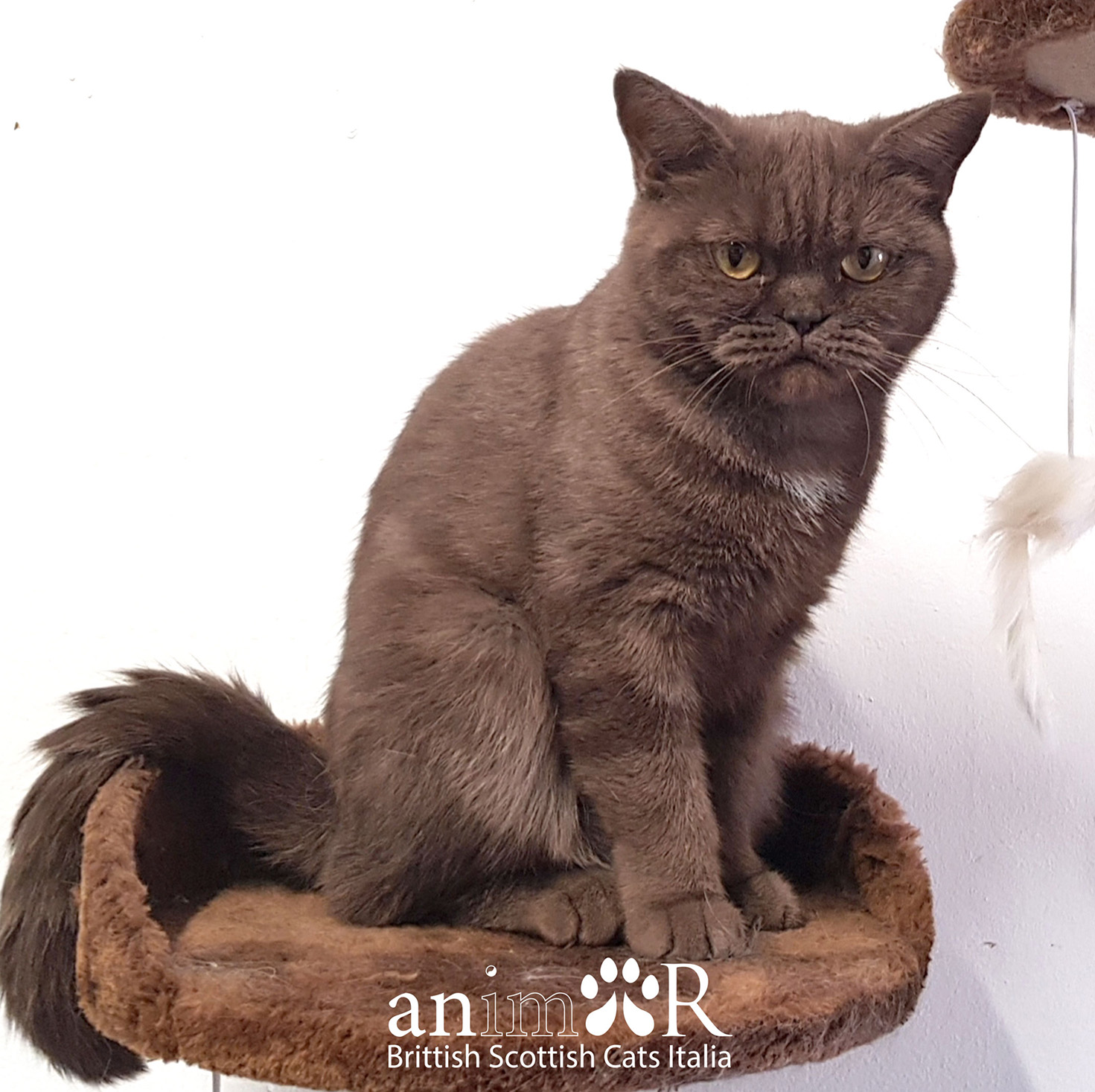 Allevamento gatti Animor british scottish